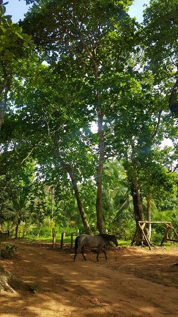 O paraíso na Praia Bluff, Bocas del Toro, Panamá © Viaje Comigo 