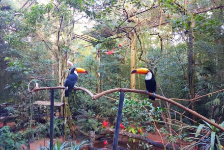 Parque das Aves - Foz do Iguacu - Brasil © Viaje Comigo