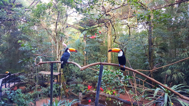 Parque das Aves - Foz do Iguacu - Brasil © Viaje Comigo