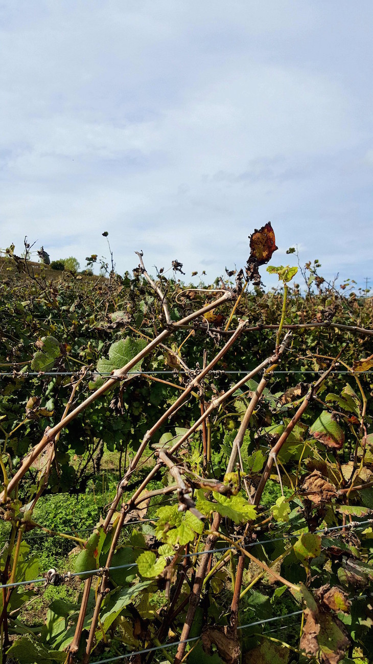 Vinhas da Miolo em Bento Gonçalves, Rio Grande do Sul, Brasil © Viaje Comigo