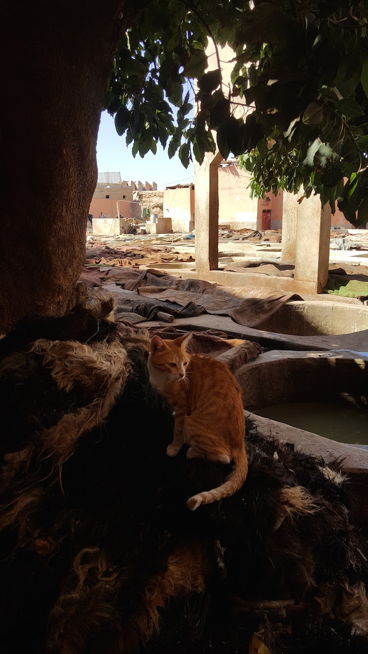 Curtumes de Marraquexe - Marrocos © Viaje Comigo