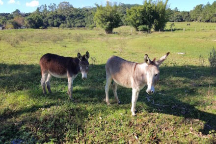 Granja da Lia - Caminhos Rurais Porto Alegre - Brasil © Viaje Comigo