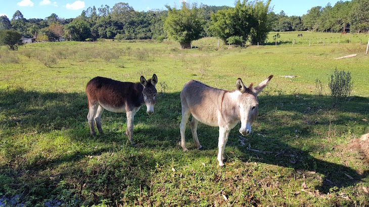 Granja da Lia - Caminhos Rurais Porto Alegre - Brasil © Viaje Comigo