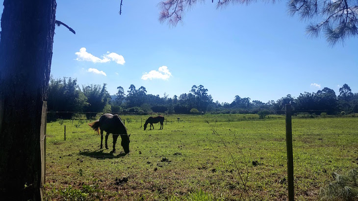 Cavalos da Granja da Lia - Caminhos Rurais Porto Alegre - Brasil © Viaje Comigo
