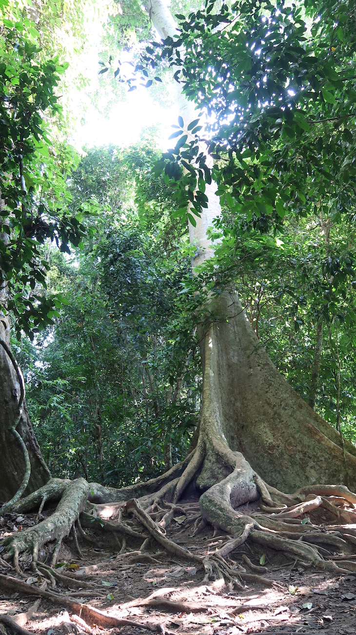 Taman Negara, Parque Nacional Kuala Tahan, Malásia © Viaje Comigo