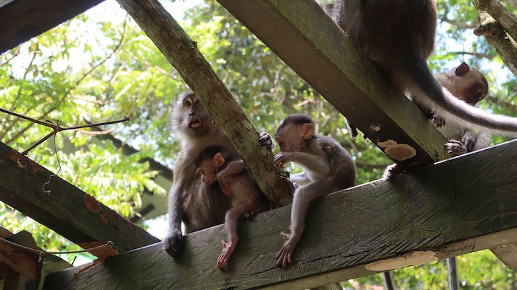 Macacos de Taman Negara - Malásia © Viaje Comigo