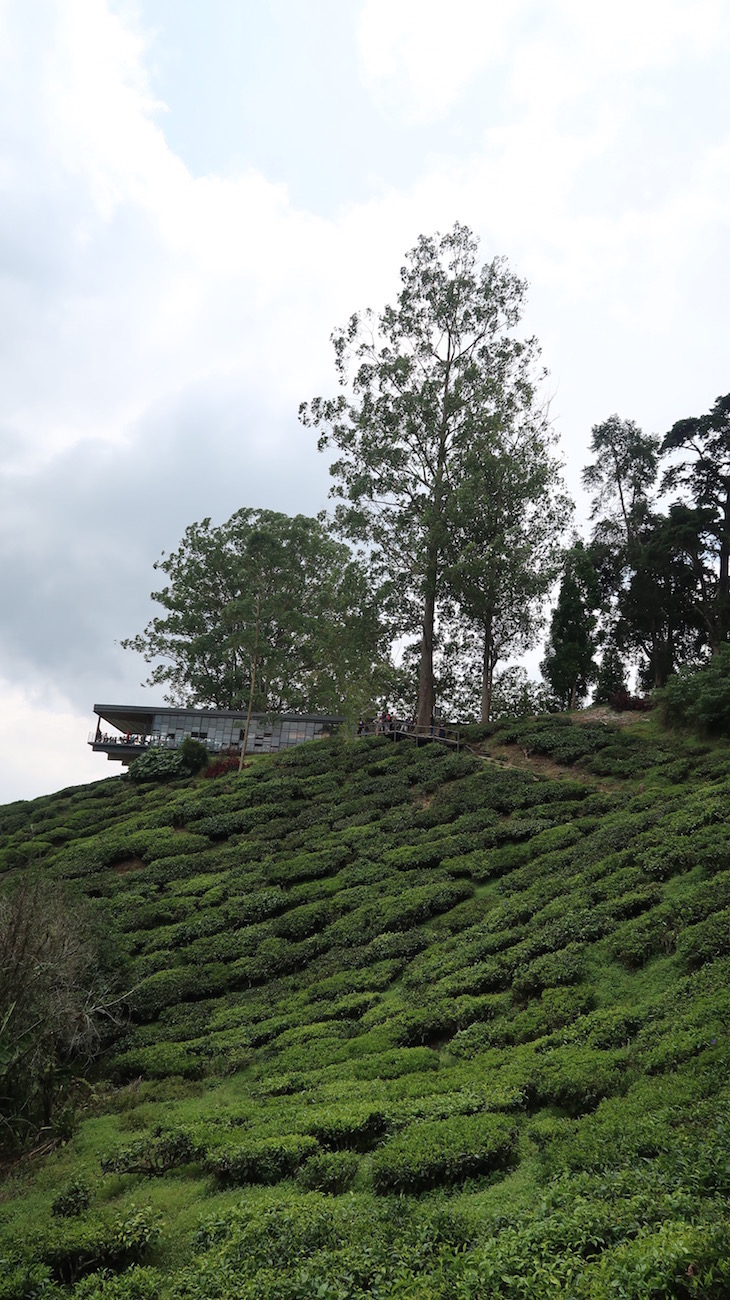 Campos de chá BOH em Cameron Highlands - Malásia © Viaje Comigo