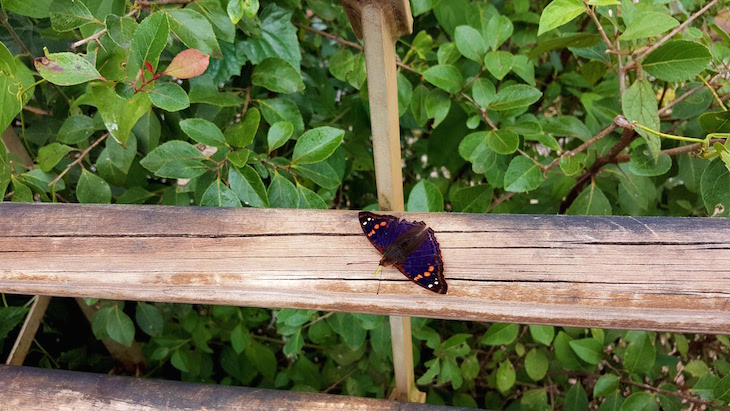 Borboleta no Parque del Iguazú, Argentina © Viaje Comigo