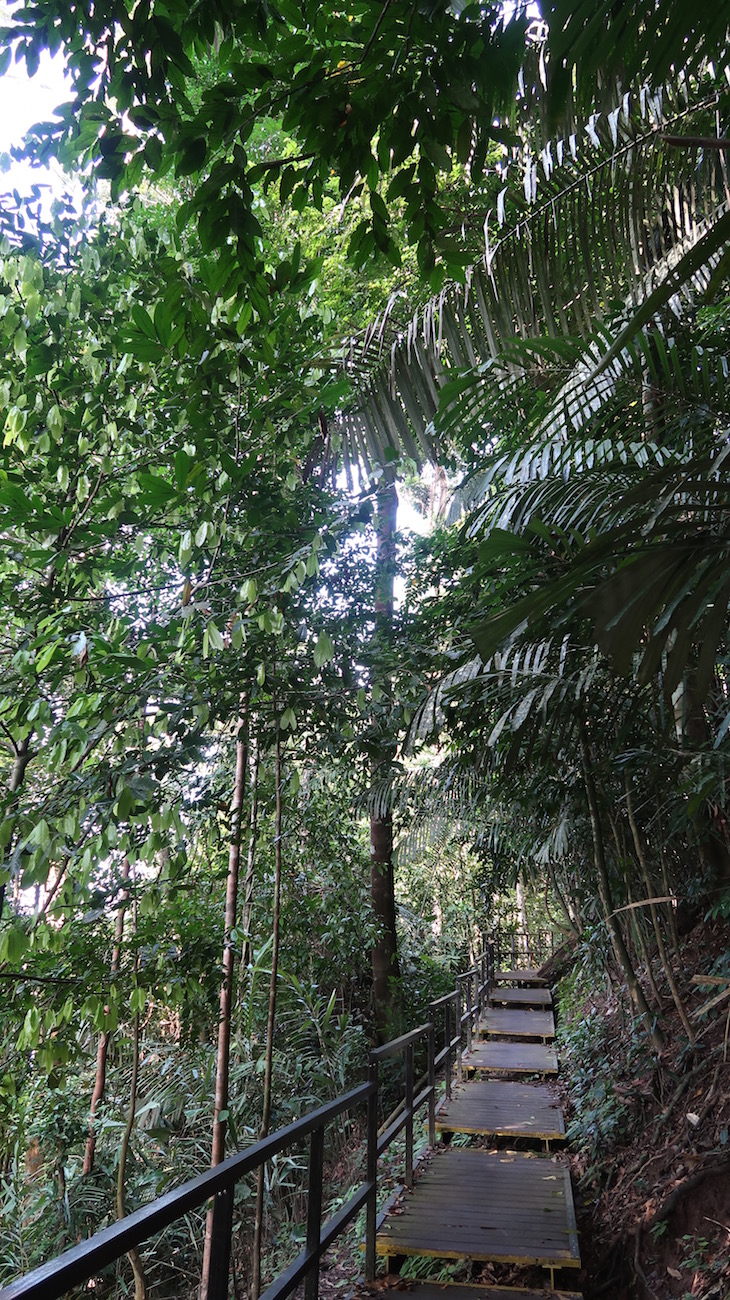 Taman Negara, Parque Nacional Kuala Tahan, Malásia © Viaje Comigo