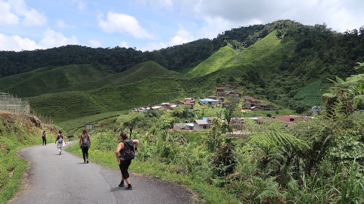  Campos de chá em Cameron Highlands - Malásia © Viaje Comigo