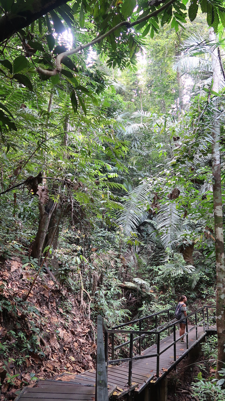 Taman Negara, Parque Nacional Kuala Tahan, Malásia © Viaje Comigo