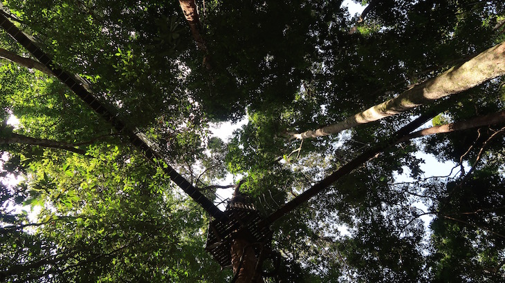 Taman Negara, Parque Nacional Kuala Tahan, Malásia © Viaje Comigo