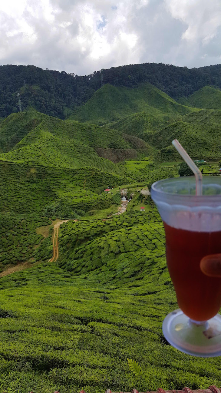 Bharat Tea Estate - Campos de Chá em Cameron Highlands - Malásia © Viaje Comigo