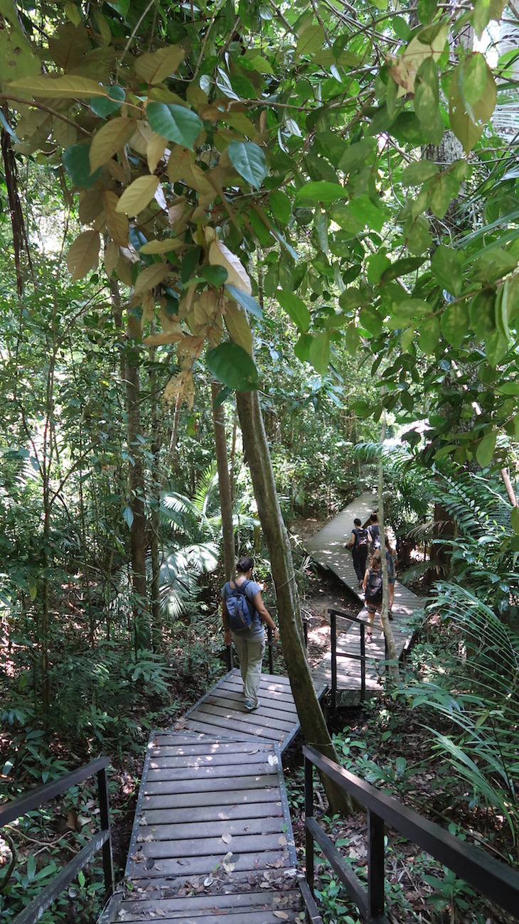 Taman Negara, Parque Nacional Kuala Tahan, Malásia © Viaje Comigo