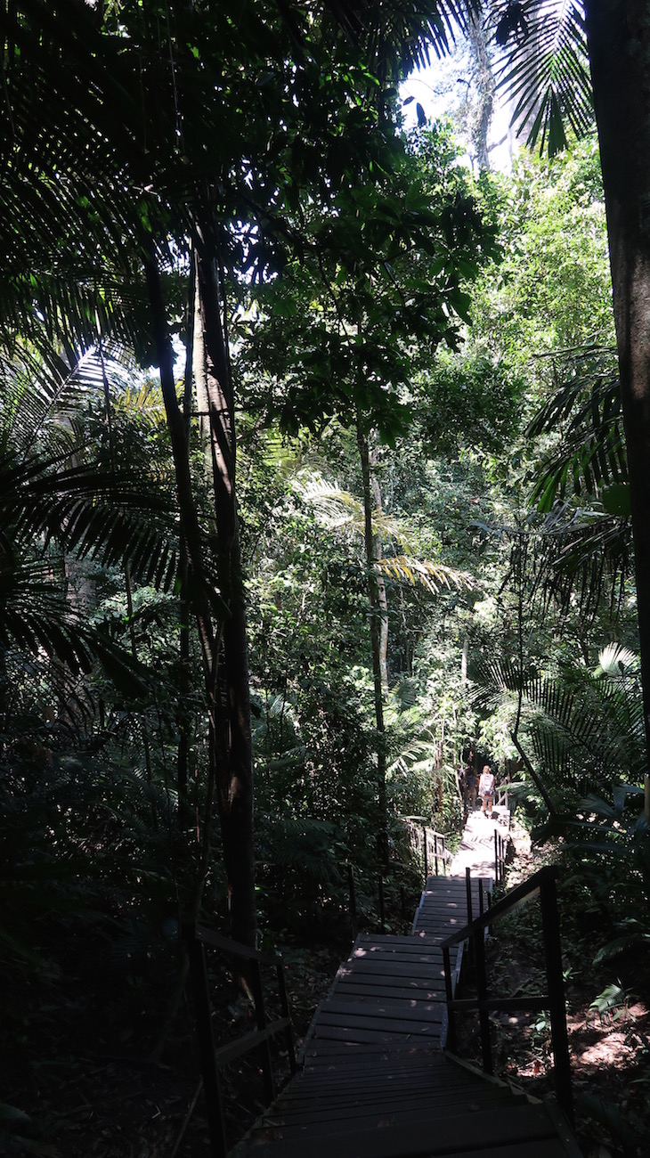 Taman Negara, Parque Nacional Kuala Tahan, Malásia © Viaje Comigo