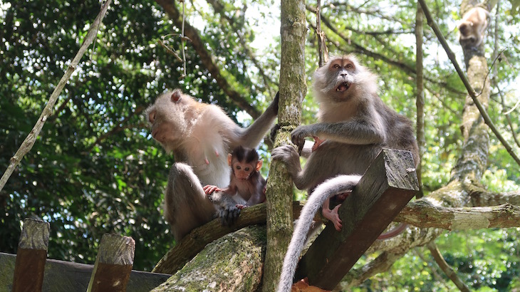 Macacos de Taman Negara - Malásia © Viaje Comigo