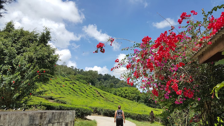 Bharat Tea Estate - Campos de Chá em Cameron Highlands - Malásia © Viaje Comigo