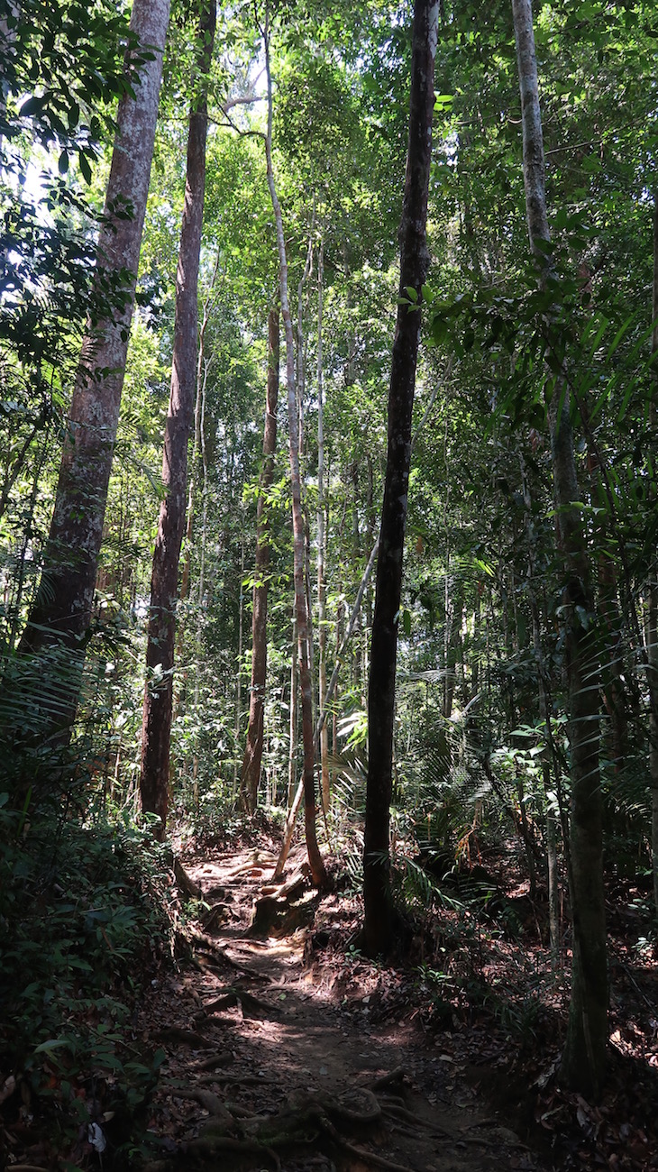 Taman Negara, Parque Nacional Kuala Tahan, Malásia © Viaje Comigo