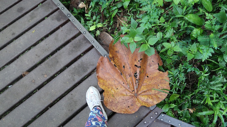 Taman Negara, Parque Nacional Kuala Tahan, Malásia © Viaje Comigo