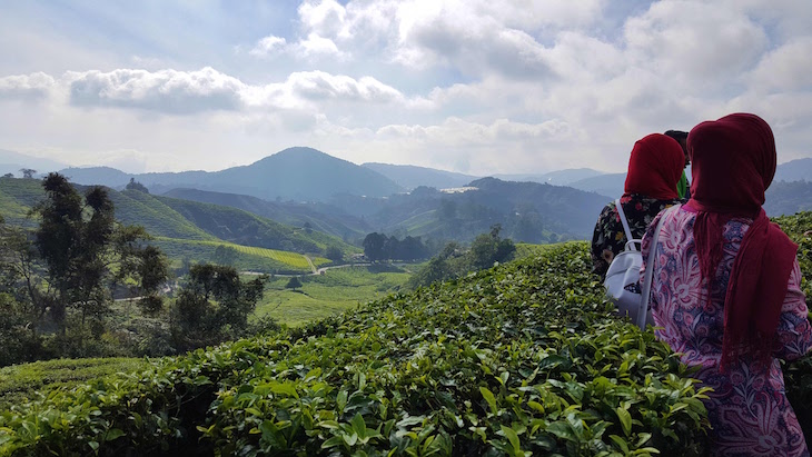 Campos de chá em Cameron Highlands - Malásia © Viaje Comigo