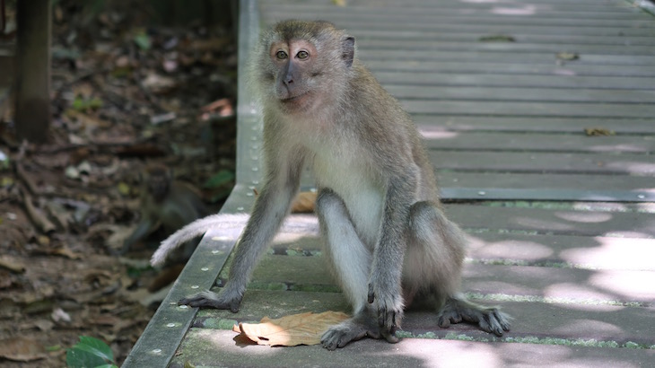 Macacos de Taman Negara - Malásia © Viaje Comigo