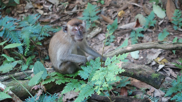 Macacos de Taman Negara - Malásia © Viaje Comigo1