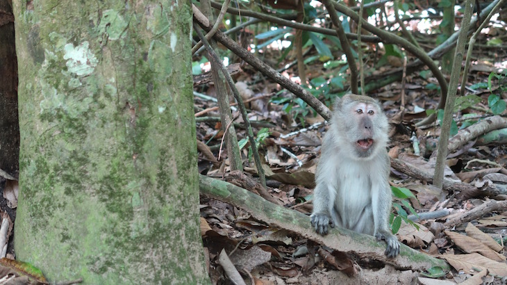 Macacos de Taman Negara - Malásia © Viaje Comigo