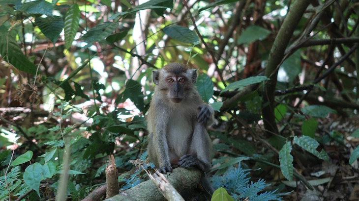 Macacos de Taman Negara - Malásia © Viaje Comigo