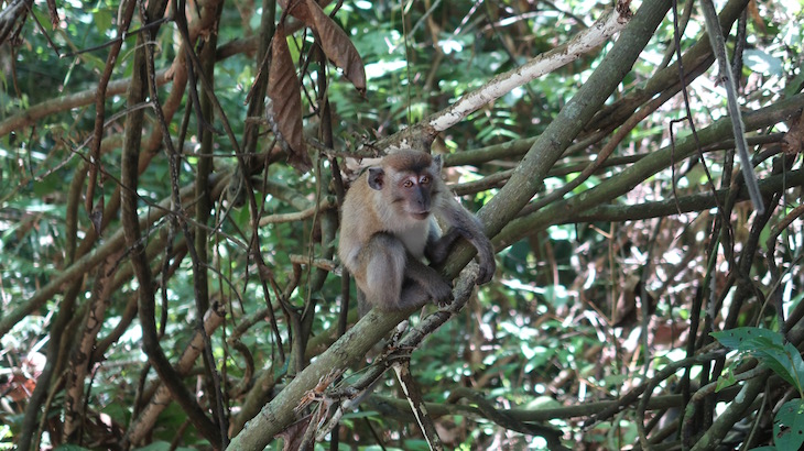 Macacos de Taman Negara - Malásia © Viaje Comigo