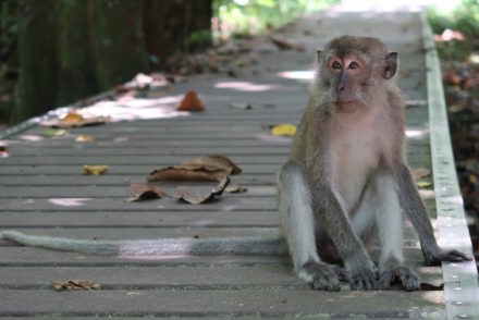 Macacos de Taman Negara - Malásia © Viaje Comigo