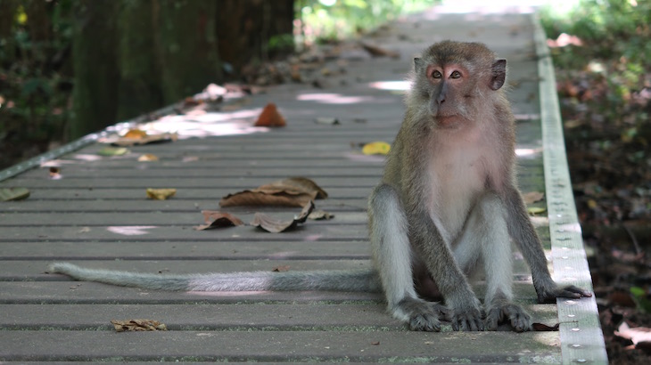 Macacos de Taman Negara - Malásia © Viaje Comigo