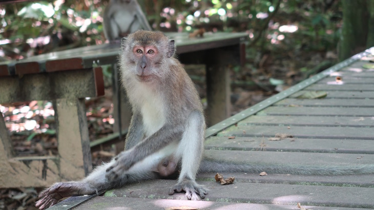 Macacos de Taman Negara - Malásia © Viaje Comigo