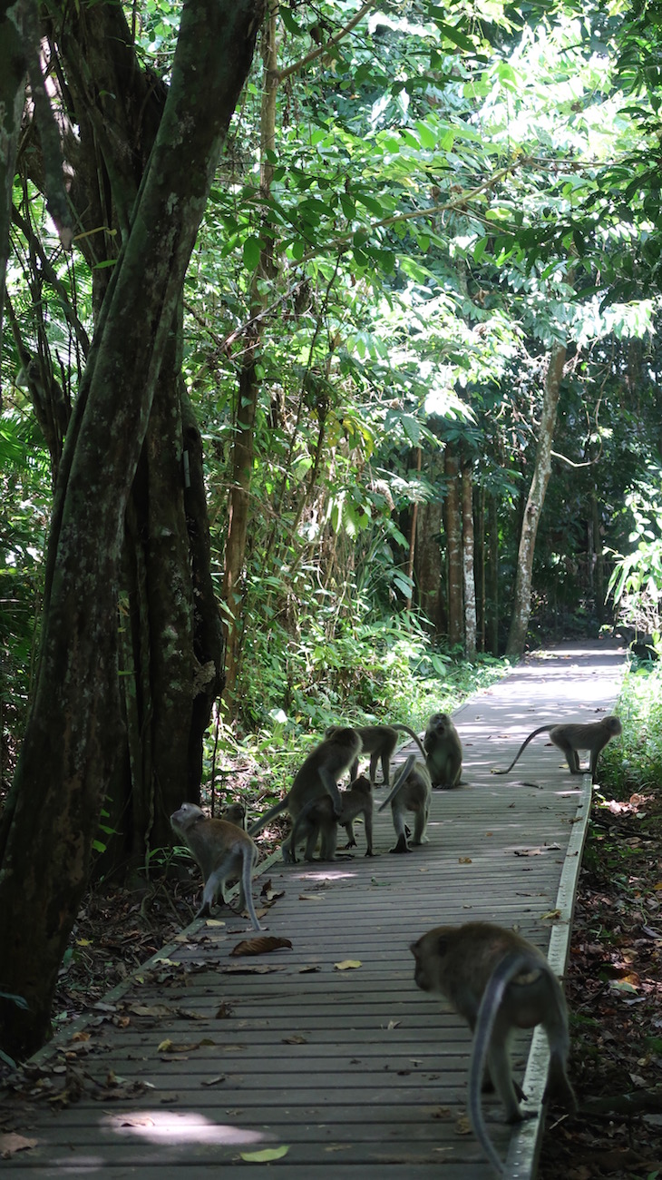 Macacos de Taman Negara - Malásia © Viaje Comigo