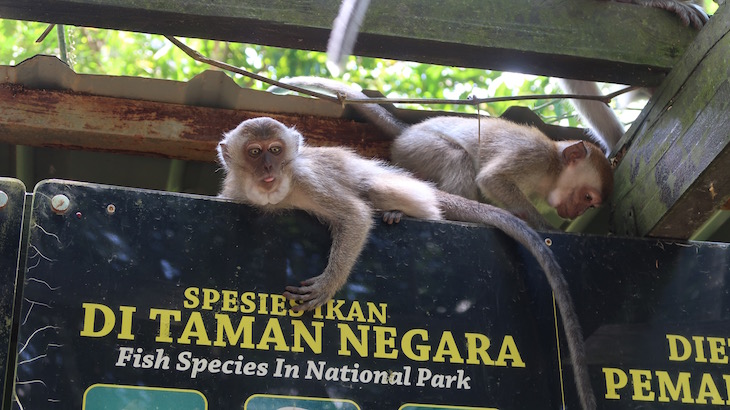 Macacos de Taman Negara - Malásia © Viaje Comigo