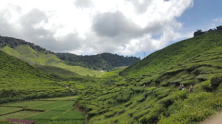 Bharat Tea Estate - Campos de Chá em Cameron Highlands - Malásia © Viaje Comigo