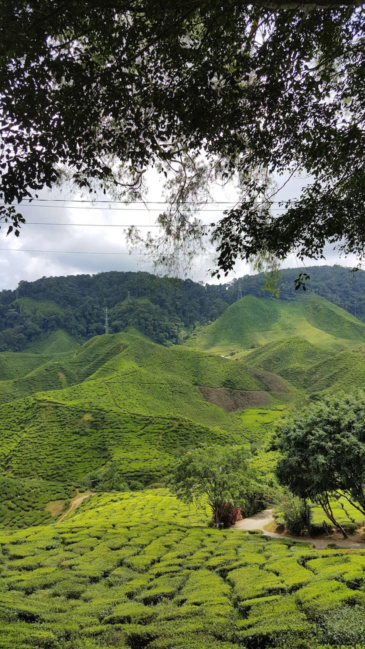 Bharat Tea Estate - Cameron Highlands - Malásia © Viaje Comigo