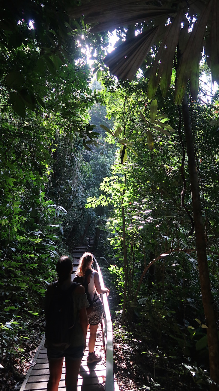 Taman Negara, Parque Nacional Kuala Tahan, Malásia © Viaje Comigo