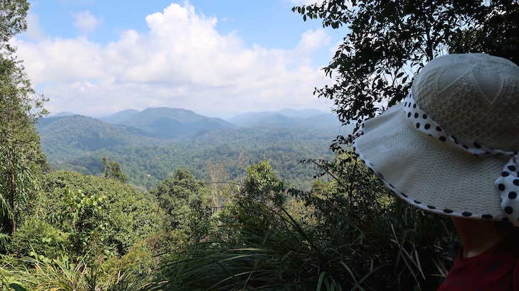 Bukit Terisek - Taman Negara, Parque Nacional Kuala Tahan, Malásia © Viaje Comigo