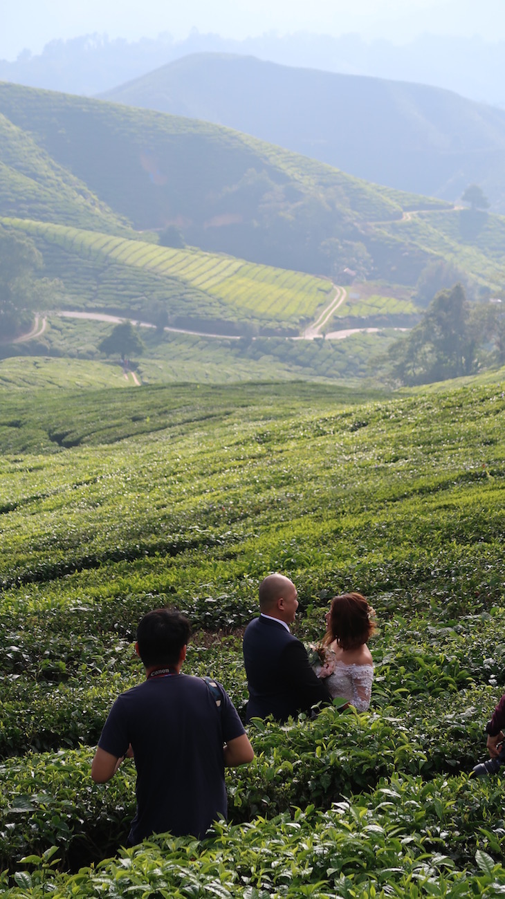 Campos de chá em Cameron Highlands - Malásia © Viaje Comigo