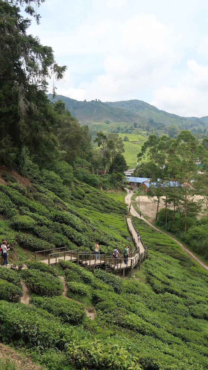 Campos de chá BOH em Cameron Highlands - Malásia © Viaje Comigo