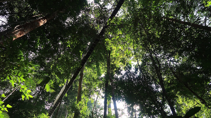 Pontes suspensas - Taman Negara, Parque Nacional Kuala Tahan, Malásia © Viaje Comigo