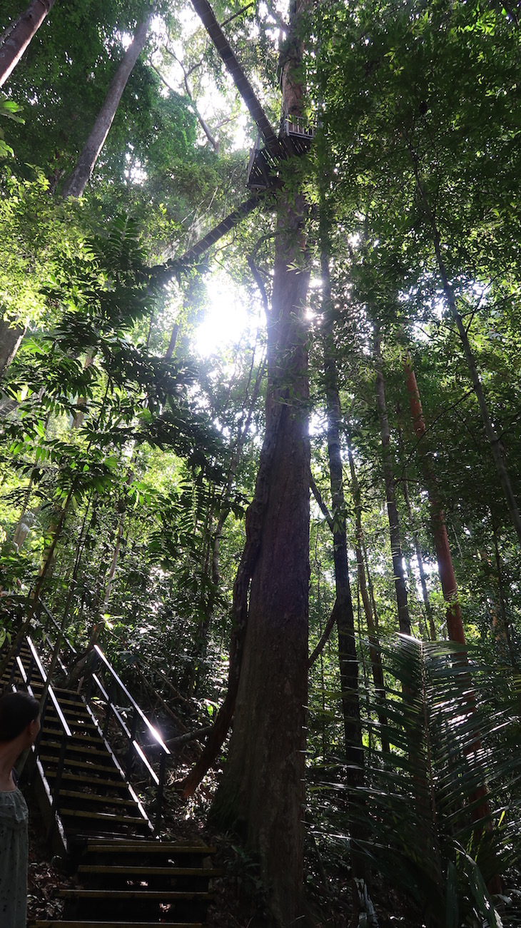 Pontes suspensas - Taman Negara, Parque Nacional Kuala Tahan, Malásia © Viaje Comigo