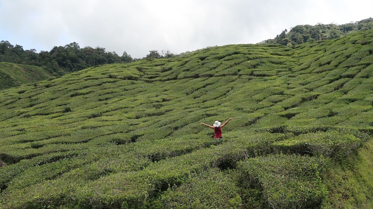 Campos de chá em Cameron Highlands - Malásia © Viaje Comigo