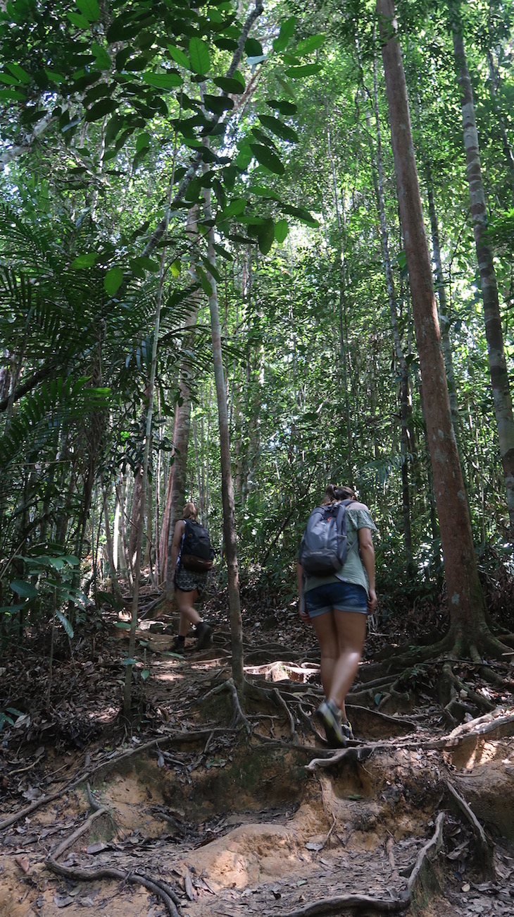 Taman Negara, Parque Nacional Kuala Tahan, Malásia © Viaje Comigo