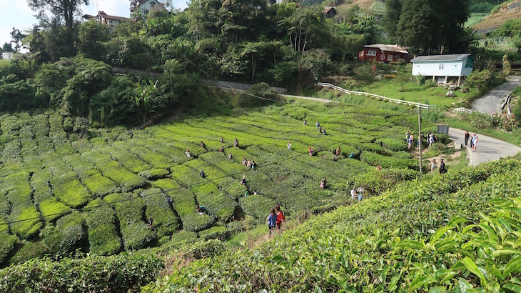 Campos de chá em Cameron Highlands - Malásia © Viaje Comigo