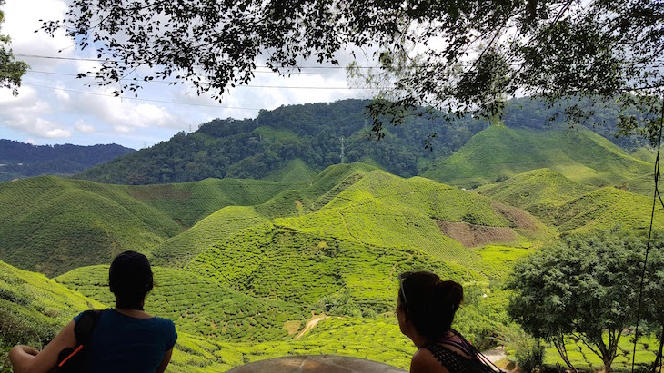 Cameron Highlands - Malásia © Viaje Comigo