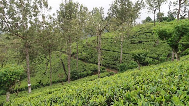 Nos campos de chá da Pedro Estate - Nuwara Eliya - Sri Lanka © Viaje Comigo