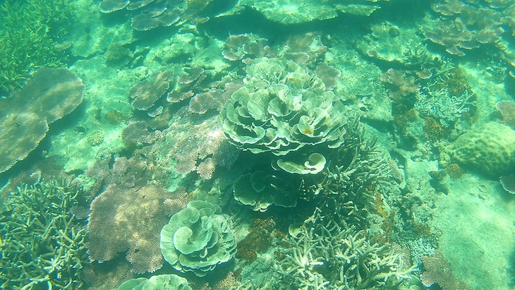 Snorkeling nas Perhentian - Malasia © Viaje Comigo