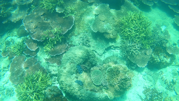 Snorkeling nas Perhentian - Malasia © Viaje Comigo