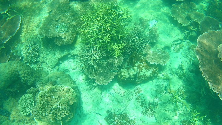 Snorkeling nas Perhentian - Malasia © Viaje Comigo